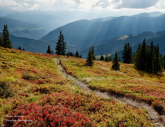 Red Billberry leaves on Schneeberg