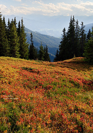 Red Billberry leaves on Scheeberg - vertical