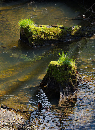 Two green crowns in the Kohlaichbach stream