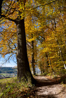 Attnang Puchheim - Nov 2023 Ein wunderbarer sonniger Herbsttag am Alt-Attnanger Rundwanderweg