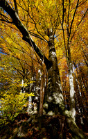 Attnang Puchheim - Nov 2023 Ein wunderbarer sonniger Herbsttag am Alt-Attnanger Rundwanderweg