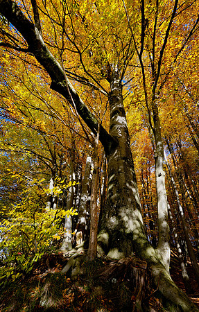 Attnang Puchheim - Nov 2023 Ein wunderbarer sonniger Herbsttag am Alt-Attnanger Rundwanderweg