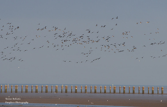 Wild Geese in the air at Shoeburyness  East beach