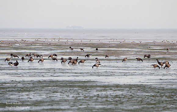 Shoeburyness  East beach - Wild geese