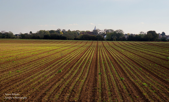 Looking back towards great Wakering