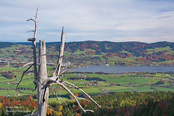 View from the ruin with dead tree