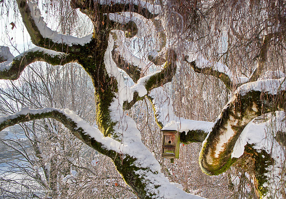Birke Winter