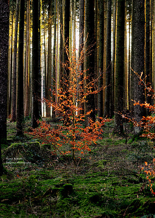 Pilsbach: A lone tree lit up as the sun goes down