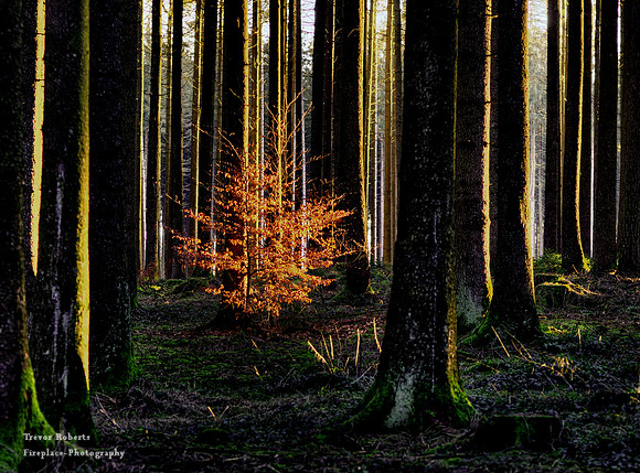Pilsbach: Catching the  last light
