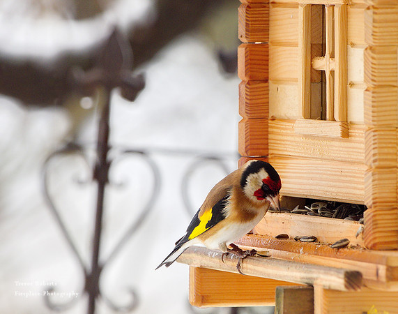 Pilsbach - Bird feeder