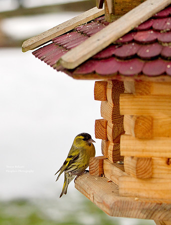 Pilsbach - Bird feeder