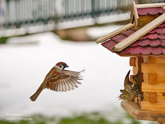 Pilsbach - Bird feeder