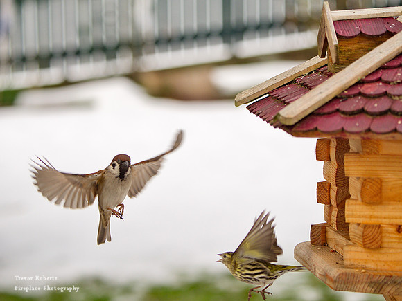 Pilsbach - Bird feeder