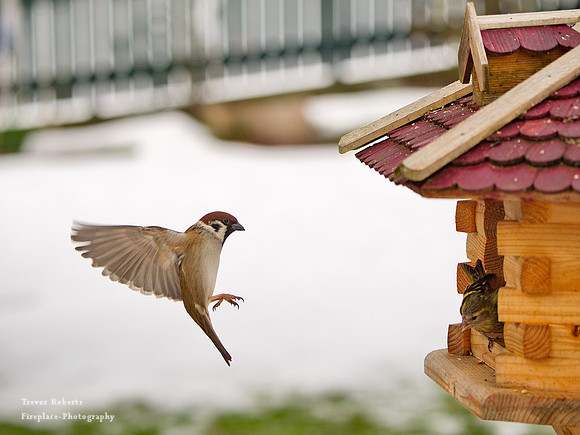 Pilsbach - Bird feeder