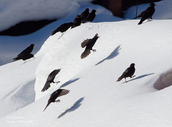 Yellow billed Choughs on a snowy roof in Mühlbach