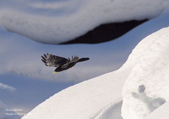 Yellow billed Chough over a snowy roof