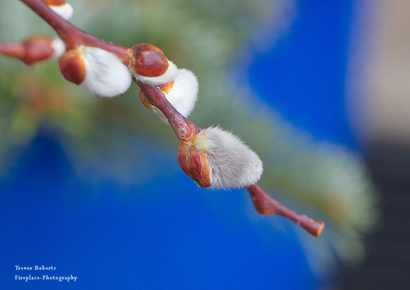 signs of spring in front of a blue flower pot