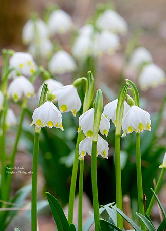 springtime 2019 in the forest