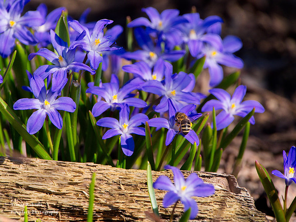 A warm spring  day, March 2019