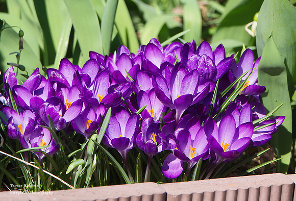 A warm spring  day, March 2019