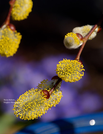 A warm spring  day, March 2019