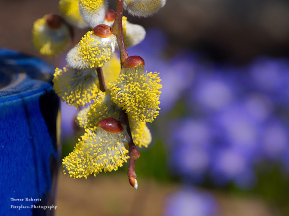 A warm spring  day, March 2019