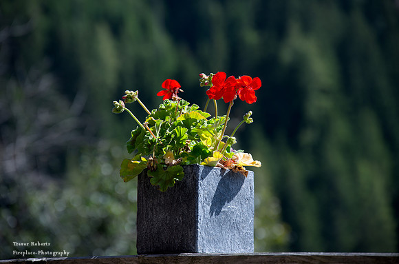 Karbachalm to Pronebenalm