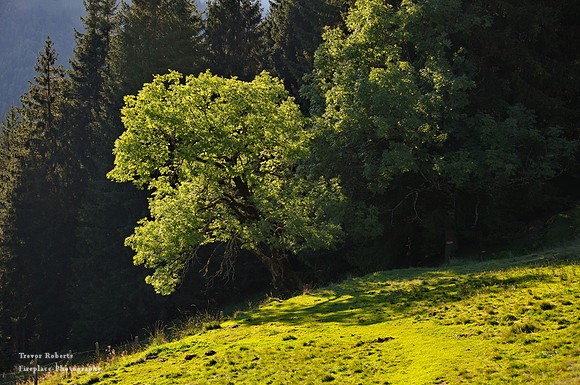 Karbachalm to Pronebenalm