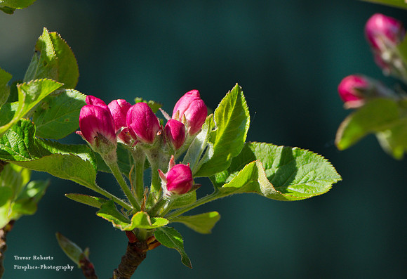 2019 Easter Monday: Garden  Flowers, Apple