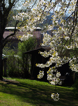 2019 Easter Monday: Garden  Flowers, Cherry