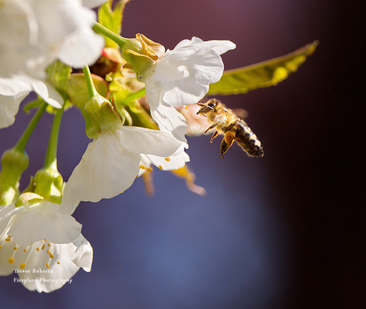 2019 Easter Monday: Garden  Flowers, Cherry