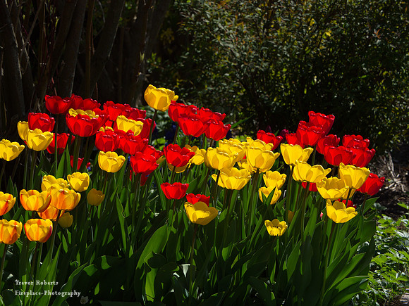 2019 Easter Monday: Garden  Flowers, Tulips