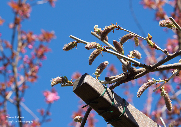 2019 Easter Monday: Garden  Flowers, Wisteria buds