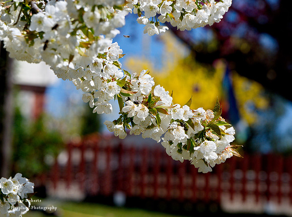 2019 Easter Monday: Garden , Cherry