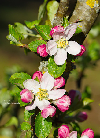 2019 Easter Monday: Garden  Flowers, Apple