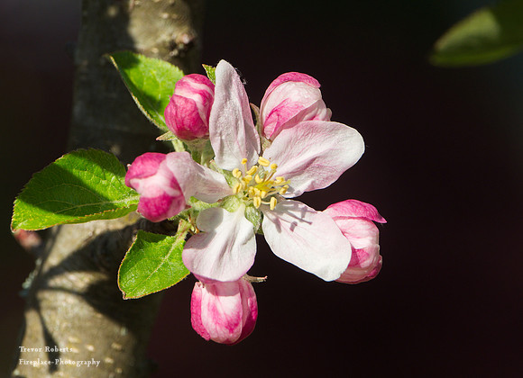 2019 Easter Monday: Garden  Flowers, Apple