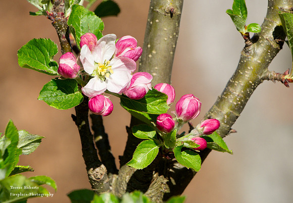 2019 Easter Monday: Garden  Flowers, Apple