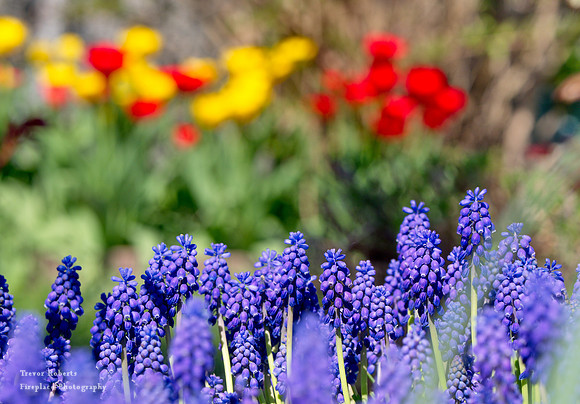 2019 Easter Monday: Garden  Flowers, Grape Hyacinth