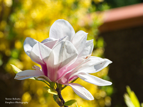 2019 Easter Monday: Garden  Flowers, Magnolia