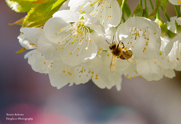 2019 Easter Monday: Garden  Flowers, Cherry