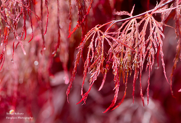 2019 spring Japanes Maple leaves