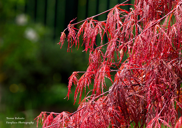 2019 spring Japanes Maple leaves