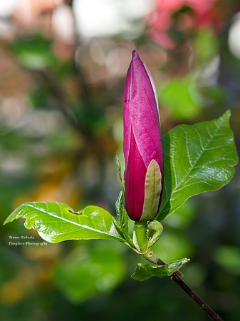 2019 Spring time : Magnolia