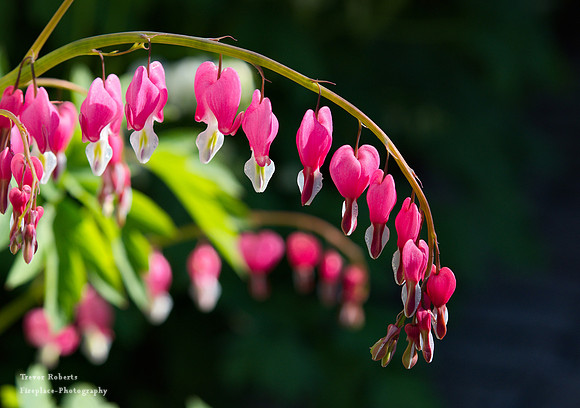 2019 Spring time : Bleeding hearts