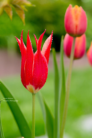 Tulips after the rain