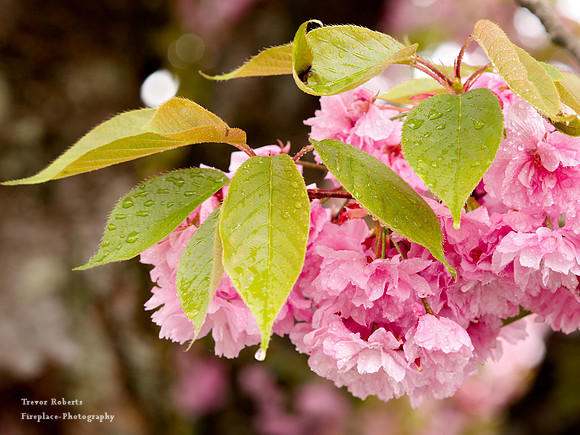 Ornemental Cherry blossum after the rain