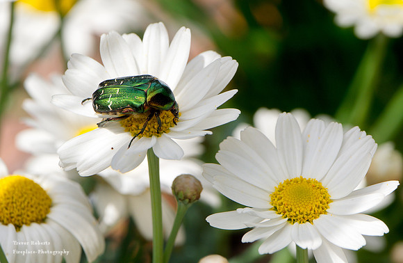 A green bug on my daisies