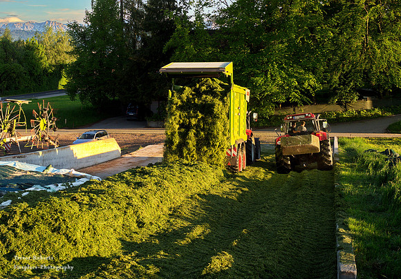 Filling up the Bunker Silo in Kirchstetten