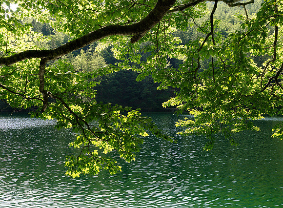 Langbathsee 2019