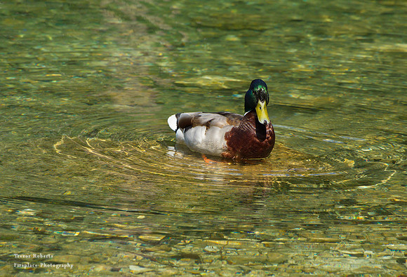 Langbathsee 2019